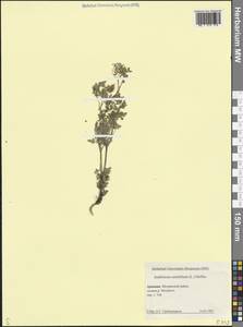 Anthriscus cerefolium (L.) Hoffm., Caucasus, Armenia (K5) (Armenia)