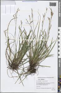 Carex digitata L., Eastern Europe, Rostov Oblast (E12a) (Russia)