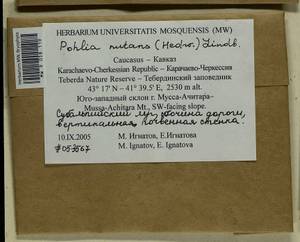 Pohlia nutans (Hedw.) Lindb., Bryophytes, Bryophytes - North Caucasus & Ciscaucasia (B12) (Russia)