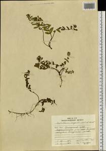 Scutellaria strigillosa Hemsl., Siberia, Russian Far East (S6) (Russia)