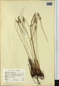 Juncus arcticus Willd., Western Europe (EUR) (Finland)