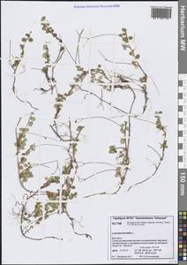 Linnaea borealis L., Siberia, Central Siberia (S3) (Russia)