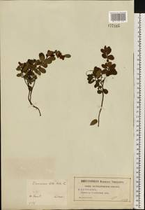 Vaccinium vitis-idaea L., Eastern Europe, Central region (E4) (Russia)