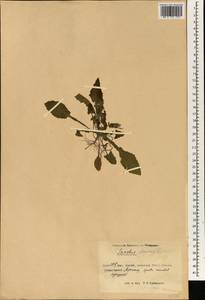 Sonchus oleraceus L., South Asia, South Asia (Asia outside ex-Soviet states and Mongolia) (ASIA) (China)