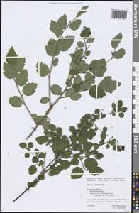 Spiraea chamaedryfolia L., Eastern Europe, Central region (E4) (Russia)
