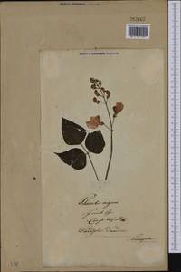 Phaseolus vulgaris L., Eastern Europe, Lithuania (E2a) (Lithuania)