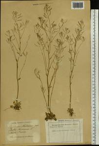 Arabidopsis thaliana (L.) Heynh., Eastern Europe, Latvia (E2b) (Latvia)