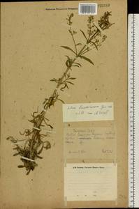 Silene baschkirorum Janisch., Eastern Europe, Eastern region (E10) (Russia)