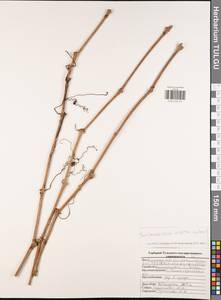 Parthenocissus inserta (A. Kern.) Fritsch, Eastern Europe, Central region (E4) (Russia)