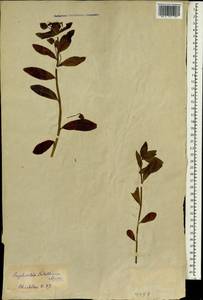 Euphorbia sieboldiana C.Morren & Decne., South Asia, South Asia (Asia outside ex-Soviet states and Mongolia) (ASIA) (Japan)