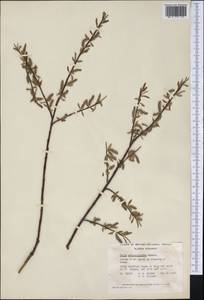 Salix arbusculoides Anderss., America (AMER) (Canada)