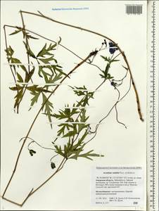 Aconitum volubile Pall., Siberia, Russian Far East (S6) (Russia)