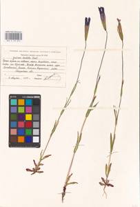 Gentianopsis barbata, Eastern Europe, Eastern region (E10) (Russia)