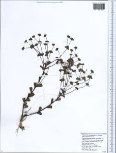 Euphorbia sareptana Becker, Caucasus, Krasnodar Krai & Adygea (K1a) (Russia)