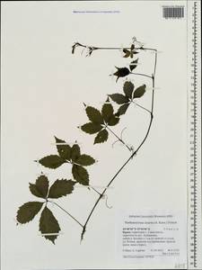 Parthenocissus inserta (A. Kern.) Fritsch, Crimea (KRYM) (Russia)