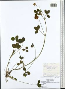 Trifolium hybridum L., Eastern Europe, Central region (E4) (Russia)