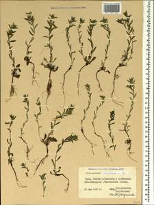 Buglossoides tenuiflora (L. fil.) I. M. Johnst., Crimea (KRYM) (Russia)