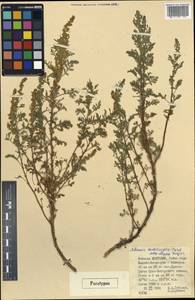 Artemisia stechmanniana Besser, Mongolia (MONG) (Mongolia)