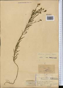 Linaria popovii Kuprian., Middle Asia, Western Tian Shan & Karatau (M3)