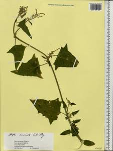 Atriplex micrantha Ledeb., Eastern Europe, Central forest-and-steppe region (E6) (Russia)