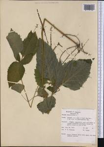 Phryma leptostachya L., America (AMER) (United States)