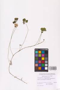 Trifolium repens L., Eastern Europe, Rostov Oblast (E12a) (Russia)