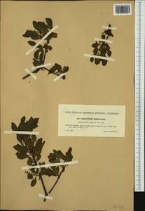 Loranthus europaeus Jacq., Western Europe (EUR) (Czech Republic)