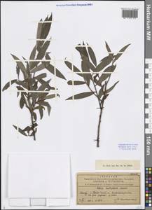 Salix excelsa J. F. Gmel., Caucasus, Azerbaijan (K6) (Azerbaijan)