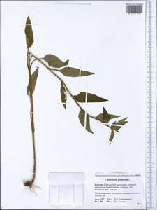 Campanula glomerata L., Siberia, Baikal & Transbaikal region (S4) (Russia)