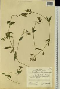 Cerastium fischerianum Ser., Siberia, Russian Far East (S6) (Russia)