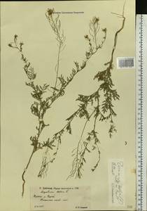 Descurainia sophia (L.) Webb ex Prantl, Eastern Europe, Lower Volga region (E9) (Russia)