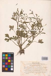 Ranunculus sceleratus L., Eastern Europe, South Ukrainian region (E12) (Ukraine)