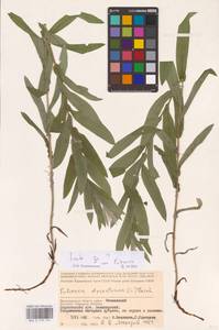 Inula, Eastern Europe, Lower Volga region (E9) (Russia)