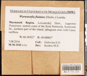 Warnstorfia fluitans (Hedw.) Loeske, Bryophytes, Bryophytes - Karelia, Leningrad & Murmansk Oblasts (B4) (Russia)
