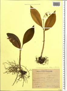 Convallaria majalis L., Caucasus, Krasnodar Krai & Adygea (K1a) (Russia)