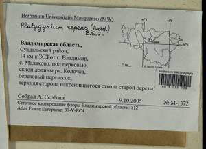 Platygyrium repens (Brid.) Schimp., Bryophytes, Bryophytes - Middle Russia (B6) (Russia)