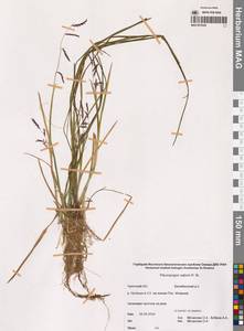 Pleuropogon sabinei R.Br., Siberia, Chukotka & Kamchatka (S7) (Russia)