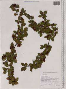 Cotoneaster, Western Europe (EUR) (Germany)