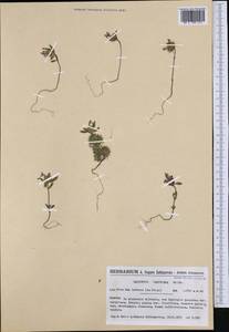 Galeopsis ladanum subsp. carpetana (Willk.) O.Bolòs & Vigo, Western Europe (EUR) (Spain)