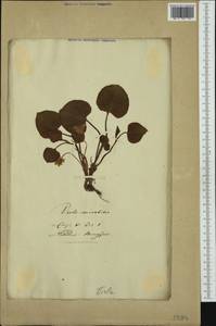 Viola mirabilis L., Eastern Europe, Lithuania (E2a) (Lithuania)