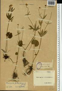 Ranunculus fallax (Wimm. & Grab.) Sloboda, Eastern Europe, North-Western region (E2) (Russia)