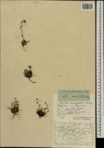 Draba baicalensis Tolm., Mongolia (MONG) (Mongolia)