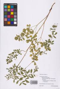 Thalictrum simplex L., Eastern Europe, Western region (E3) (Russia)
