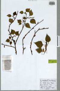Betula pendula subsp. pendula, Eastern Europe, Central region (E4) (Russia)