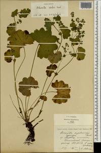 Alchemilla szaferi Pawl., Eastern Europe, West Ukrainian region (E13) (Ukraine)