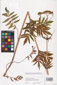 Valeriana, Eastern Europe, South Ukrainian region (E12) (Ukraine)