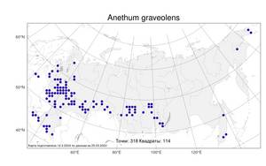 Anethum graveolens L., Atlas of the Russian Flora (FLORUS) (Russia)