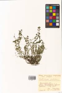 Callitriche palustris subsp. palustris, Siberia, Chukotka & Kamchatka (S7) (Russia)