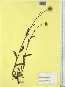 Leucanthemum vulgare Lam., Siberia, Baikal & Transbaikal region (S4) (Russia)