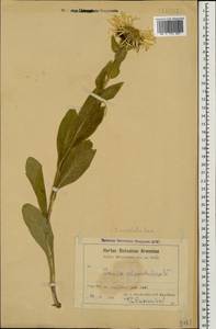 Pentanema orientale (Lam.) D. Gut. Larr., Santos-Vicente, Anderb., E. Rico & M. M. Mart. Ort., Caucasus, Armenia (K5) (Armenia)